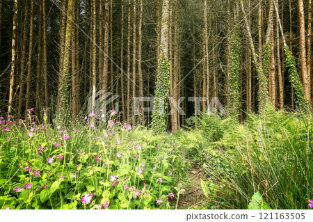A view of a woodland area. Many slender pine trees are densely packed. Purple flowers and green ferns are in the forefront. The setting is natural. A view of a woodland area. Many slender pine trees are densely packed. Purple flowers and green ferns are in the forefront. The setting is natural. 121163505
