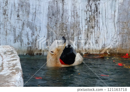 Polar bear at Higashiyama Zoo and Botanical Gardens in Aichi Prefecture in autumn Polar bear at Higashiyama Zoo and Botanical Gardens in Aichi Prefecture in autumn 121163718