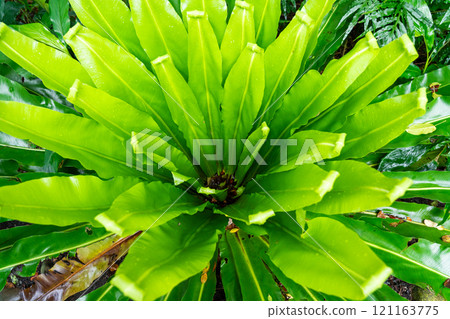 Otaniwatari 121163775