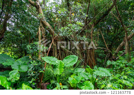 榕樹 榕樹 121163778