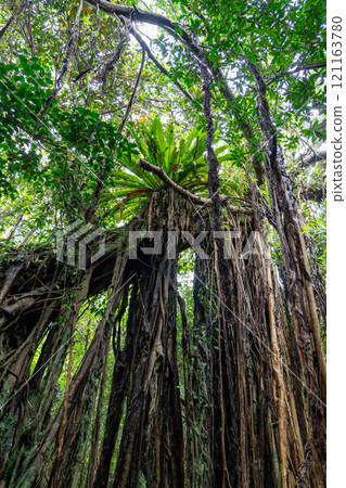 薩薩克蘭（椿蘭） 121163780