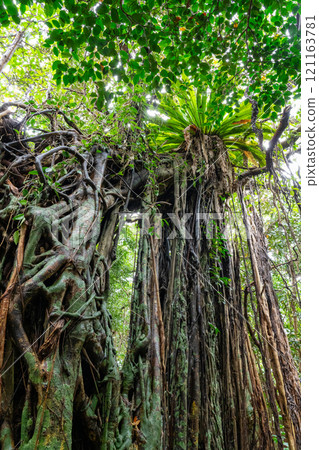 薩薩克蘭（椿蘭） 121163781