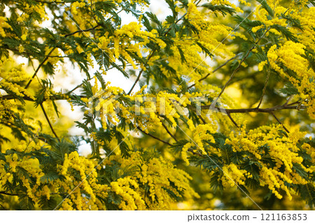 Spring blossom of acacia dealbata, silver wattle, blue wattle or mimosa Spring blossom of acacia dealbata, silver wattle, blue wattle or mimosa 121163853