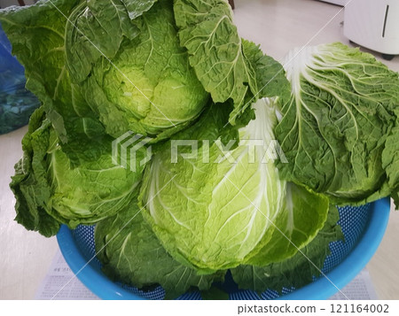 woman hand washing cabbage with cabbage woman hand washing cabbage with cabbage 121164002