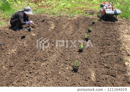 種植花生05 121164029