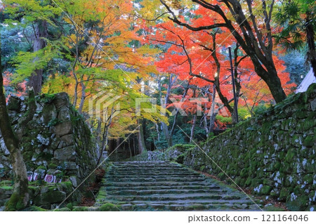 秋天的西名寺（滋賀郡高良町的道路） 121164046