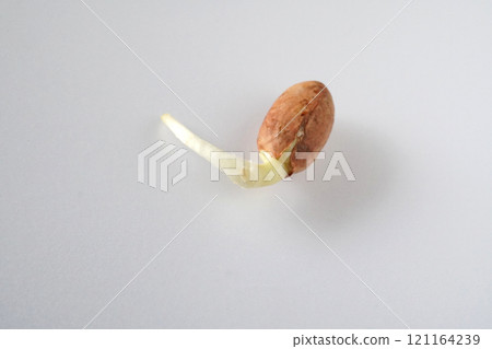 Peanut rooting 01 Peanut rooting 01 121164239