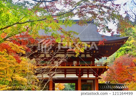 Muroji Temple and Niomon Gate in autumn (Uda City, Nara Prefecture) 121164499