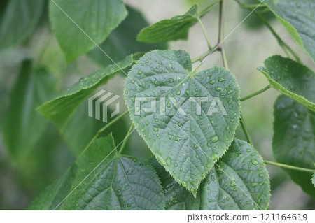 Raindrops on a green linden leaf, European linden, green leaf. 121164619