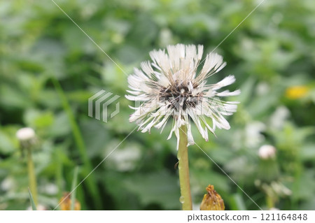 Isolated dandelion with dew on blue sky background. Close-up of dewdrop on the head of dandelion. Isolated dandelion with dew on blue sky background. Close-up of dewdrop on the head of dandelion. 121164848