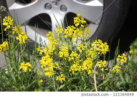 Yellow flowers on the background of a car wheel, urbanism, ecology. Yellow flowers on the background of a car wheel, urbanism, ecology. 121164849