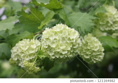 viburnum buldenezh, round white and green flowers, spring blooming background abstract. viburnum buldenezh, round white and green flowers, spring blooming background abstract. 121164982