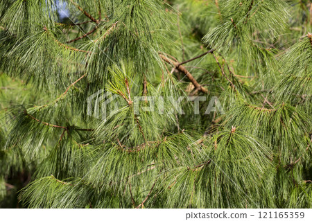 Spring blooms in spring. Coniferous tree with new budding cones close-up. Spring blooms in spring. Coniferous tree with new budding cones close-up. 121165359