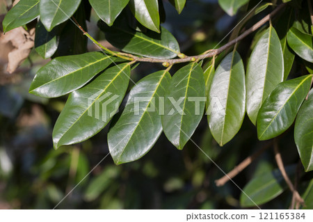 Green magnolia leaves close up. Natural leaves, green rainforest, background concept Green magnolia leaves close up. Natural leaves, green rainforest, background concept 121165384