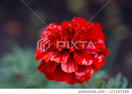 Natural Marigold flower in garden, during summer. Blooming tagetes flower with red petals in summer, close-up photo. 121165389