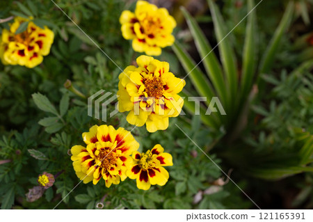 French marigold flowers or Tagetes patula or marigold bolero have reddish-orange petals with a combination of yellow. This annual herb in the daisy family has pinnate green leaves. 121165391