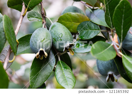 Ripe feijoa fruits on a tree (lat. Acca sellowiana). Fresh feijoa ready to harvest in autumn, November. 121165392
