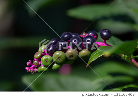 Phytolacca americana decandra, also known as American pokeweed, pokeweed, poke sallet, dragonberries, and inkberry, is a poisonous, herbaceous perennial plant. Black and green berries, selective focus Phytolacca americana decandra, also known as American pokeweed, pokeweed, poke sallet, dragonberries, and inkberry, is a poisonous, herbaceous perennial plant. Black and green berries, selective focus 121165402