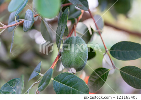 Ripe feijoa fruits on a tree (lat. Acca sellowiana). Fresh feijoa ready to harvest in autumn, November. 121165403