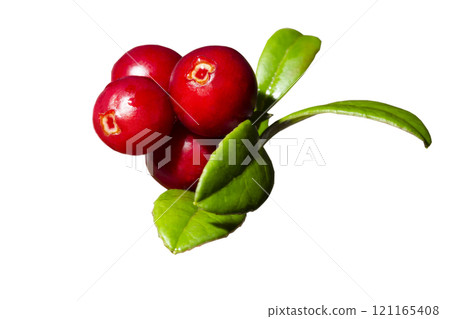 Lingonberry with leaves, isolated on white background Lingonberry with leaves, isolated on white background 121165408