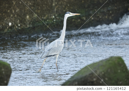 Gray heron 121165412