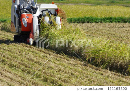 收割價格上漲的稻穗 121165800