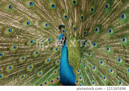 Gorgeous blue-green eye pattern Samurai Blue Peacock Gorgeous blue-green eye pattern Samurai Blue Peacock 121165896