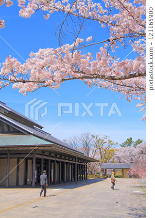 愛知縣名古屋市、名古屋能樂堂和盛開的櫻花 愛知縣名古屋市、名古屋能樂堂和盛開的櫻花 121165900