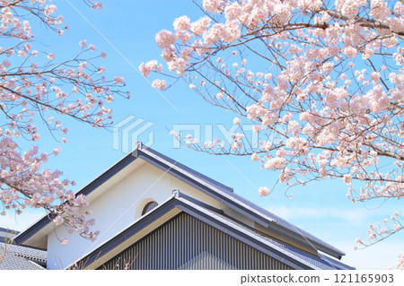 Nagoya Noh Theatre and cherry blossoms in full bloom, Nagoya, Aichi Prefecture Nagoya Noh Theatre and cherry blossoms in full bloom, Nagoya, Aichi Prefecture 121165903
