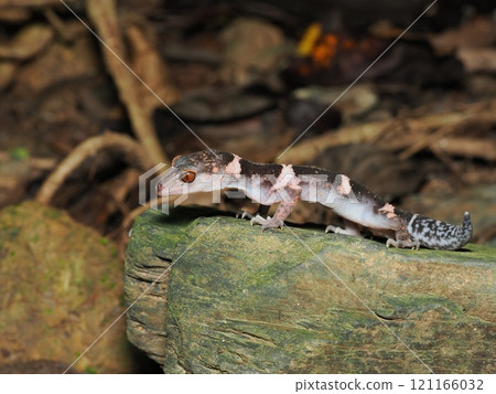 帶土壁虎 帶土壁虎 121166032