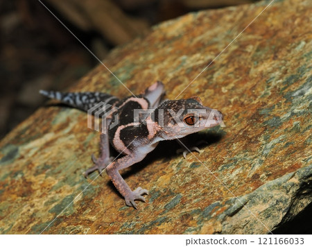 帶土壁虎 帶土壁虎 121166033