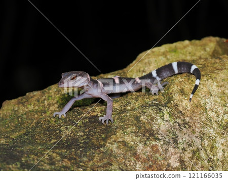 帶土壁虎 帶土壁虎 121166035