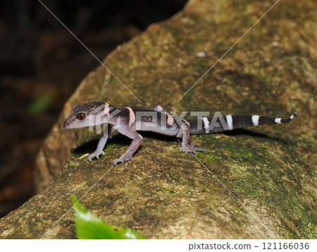 Banded gecko 121166036