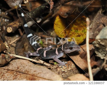 帶土壁虎 帶土壁虎 121166037