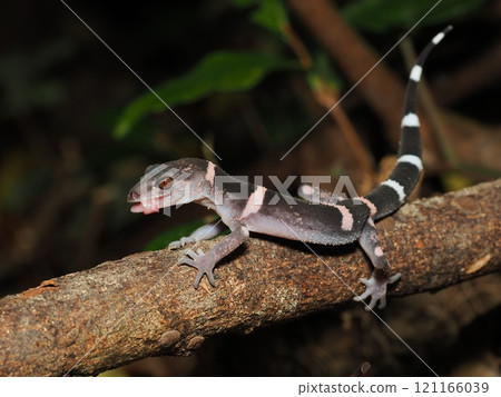 帶土壁虎 帶土壁虎 121166039