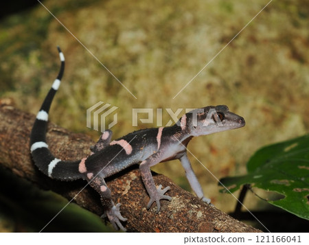 帶土壁虎 121166041