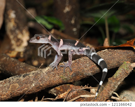 帶土壁虎 121166042