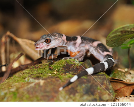 帶土壁虎 121166044