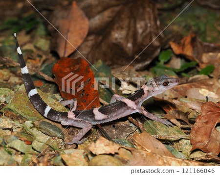 帶土壁虎 帶土壁虎 121166046