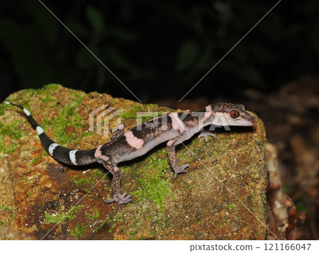 Banded gecko Banded gecko 121166047