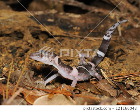 Banded gecko 121166048
