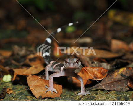 帶土壁虎 帶土壁虎 121166049