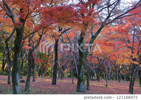 Maple trees at Kitanomaru Park, Chiyoda Ward, Tokyo Maple trees at Kitanomaru Park, Chiyoda Ward, Tokyo 121166072