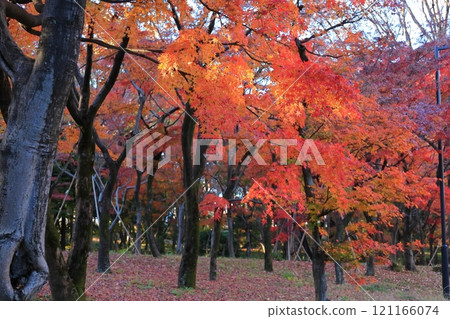 Maple trees at Kitanomaru Park, Chiyoda Ward, Tokyo 121166074