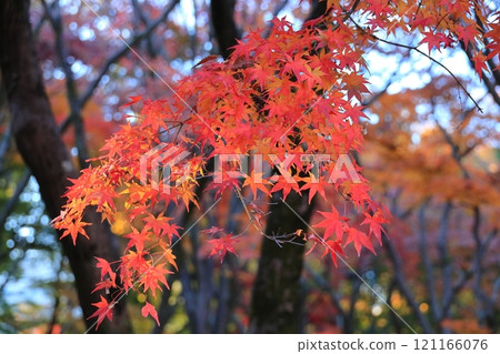 Maple trees at Kitanomaru Park, Chiyoda Ward, Tokyo 121166076