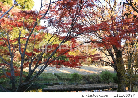 Maple trees at Kitanomaru Park, Chiyoda Ward, Tokyo 121166087
