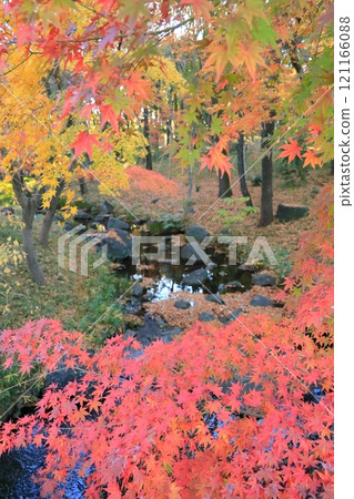 Maple trees at Kitanomaru Park, Chiyoda Ward, Tokyo Maple trees at Kitanomaru Park, Chiyoda Ward, Tokyo 121166088