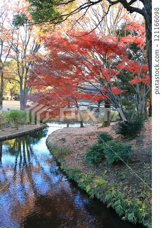 東京千代田區北之丸公園的楓葉 東京千代田區北之丸公園的楓葉 121166098
