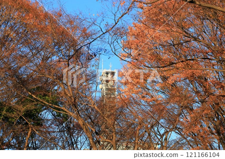 東京千代田區北之丸公園的楓葉 121166104