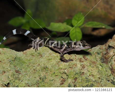 Kumetokadoki 121166121